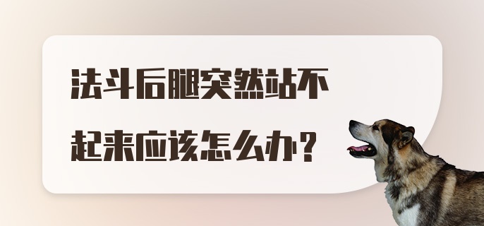 法斗后腿突然站不起来应该怎么办？