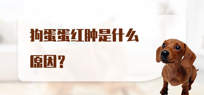 狗蛋蛋红肿是什么原因？