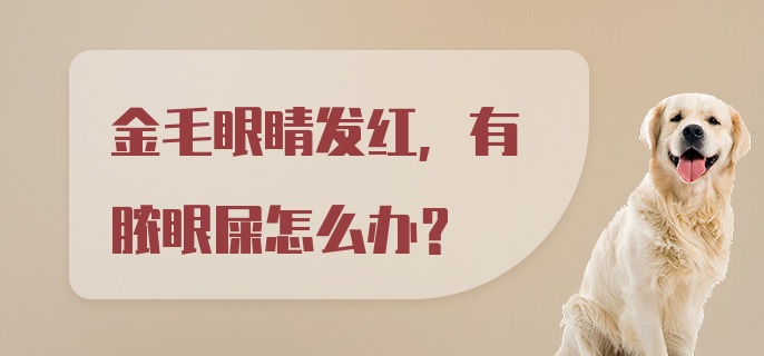 金毛眼睛发红，有脓眼屎怎么办？