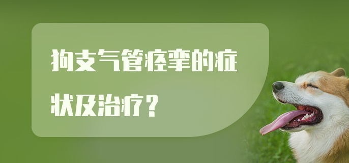 狗支气管痉挛的症状及治疗？