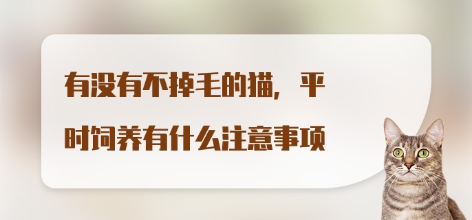 有没有不掉毛的猫，平时饲养有什么注意事项