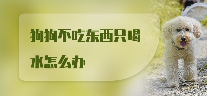 狗狗不吃东西只喝水怎么办