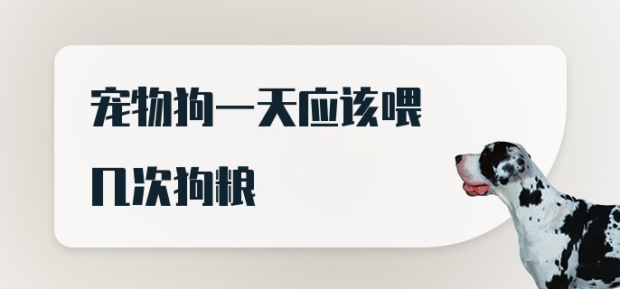 宠物狗一天应该喂几次狗粮