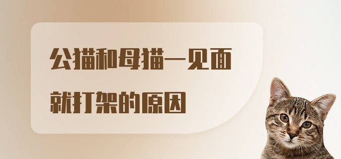 公猫和母猫一见面就打架的原因