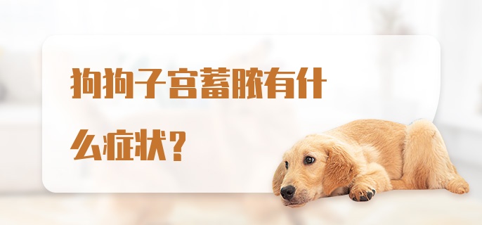 狗狗子宫蓄脓有什么症状？