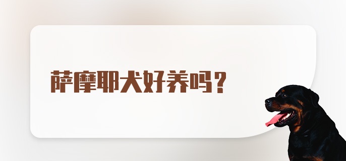 萨摩耶犬好养吗？