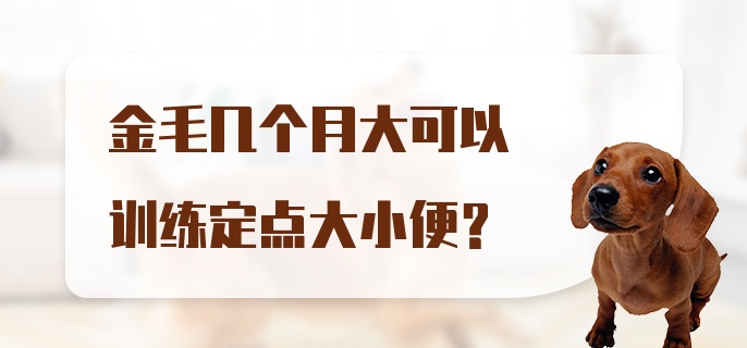 金毛几个月大可以训练定点大小便？