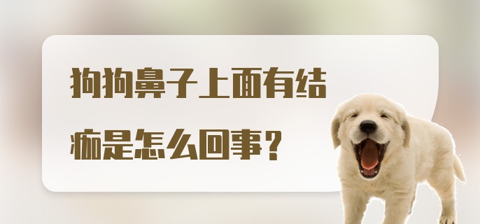 狗狗鼻子上面有结痂是怎么回事？