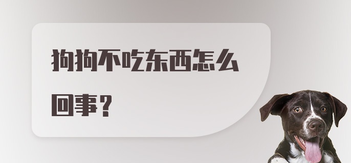 狗狗不吃东西怎么回事？