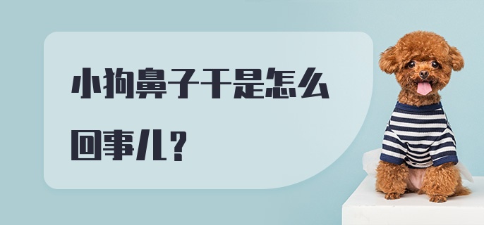 小狗鼻子干是怎么回事儿？