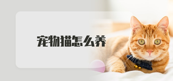 宠物猫怎么养