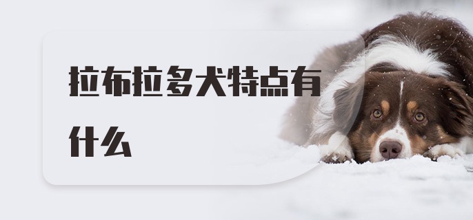 拉布拉多犬特点有什么