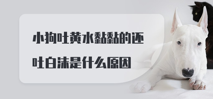 小狗吐黄水黏黏的还吐白沫是什么原因