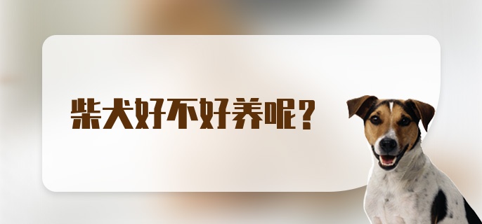 柴犬好不好养呢？