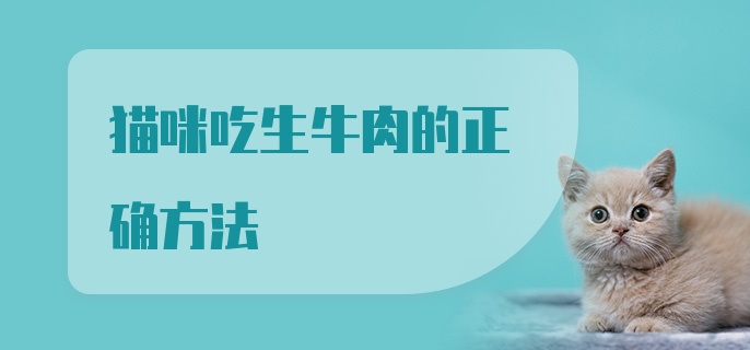 猫咪吃生牛肉的正确方法