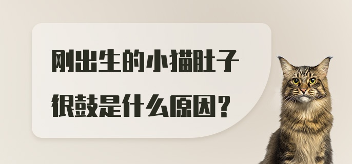 刚出生的小猫肚子很鼓是什么原因？