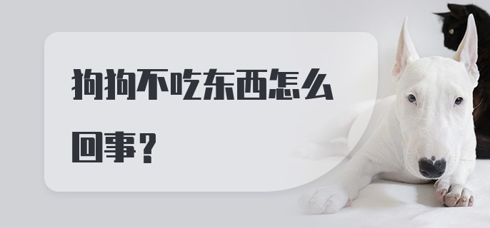 狗狗不吃东西怎么回事?