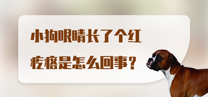 小狗眼睛长了个红疙瘩是怎么回事？