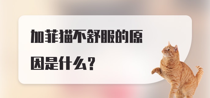 加菲猫不舒服的原因是什么？