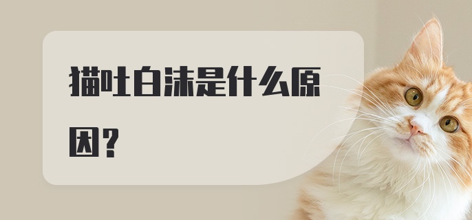 猫吐白沫是什么原因？