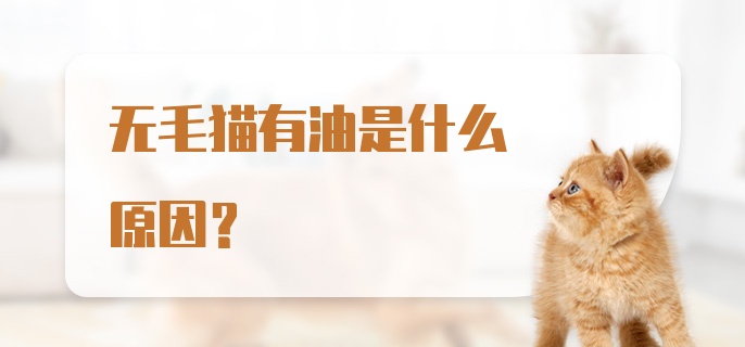 无毛猫有油是什么原因？