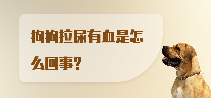 狗狗拉尿有血是怎么回事?