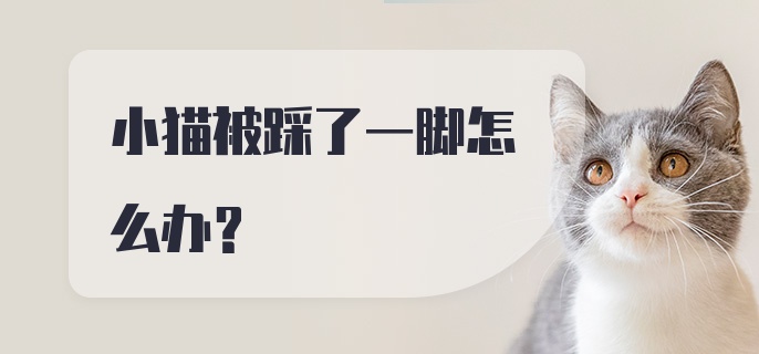 小猫被踩了一脚怎么办？