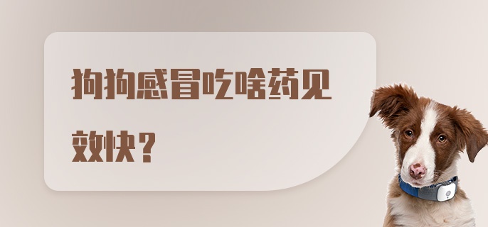 狗狗感冒吃啥药见效快？