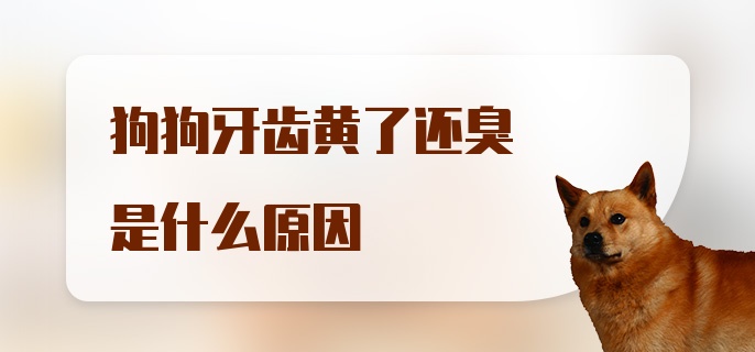 狗狗牙齿黄了还臭是什么原因