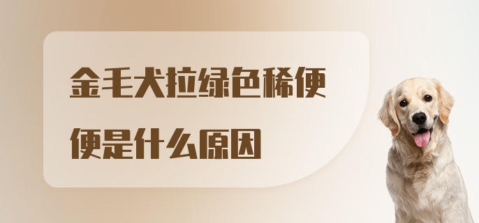 金毛犬拉绿色稀便便是什么原因