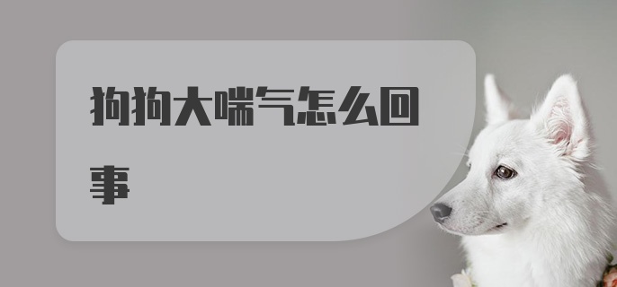 狗狗大喘气怎么回事