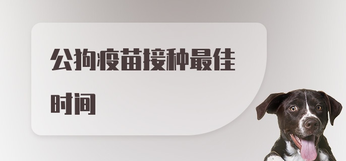 公狗疫苗接种最佳时间