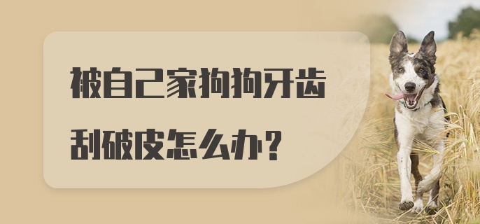 被自己家狗狗牙齿刮破皮怎么办？