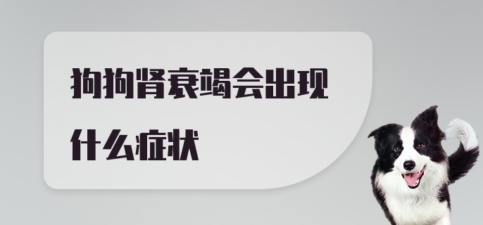 狗狗肾衰竭会出现什么症状