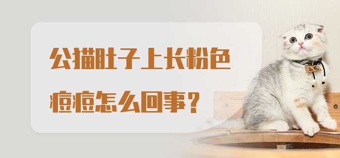 公猫肚子上长粉色痘痘怎么回事?