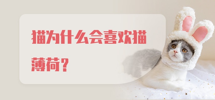 猫为什么会喜欢猫薄荷？