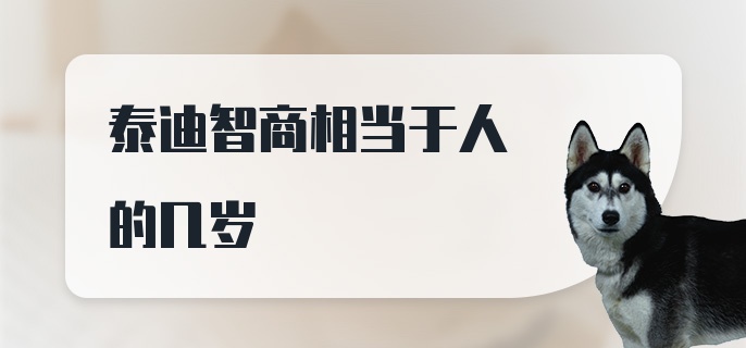 泰迪智商相当于人的几岁