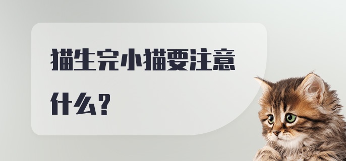 猫生完小猫要注意什么？