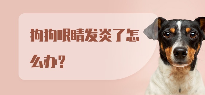 狗狗眼睛发炎了怎么办？