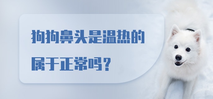 狗狗鼻头是温热的属于正常吗？