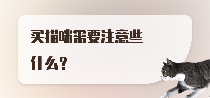 买猫咪需要注意些什么？