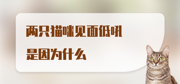 两只猫咪见面低吼是因为什么