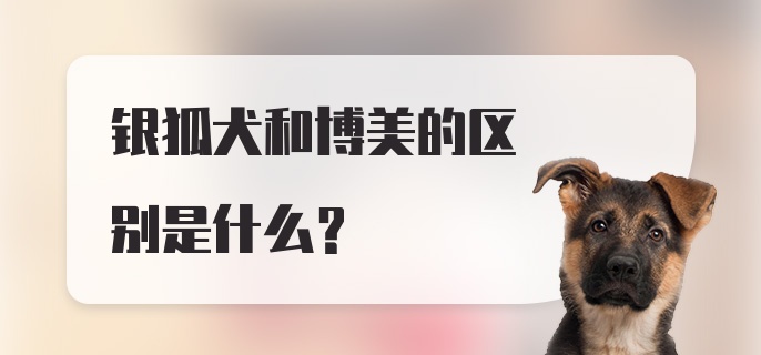 银狐犬和博美的区别是什么？