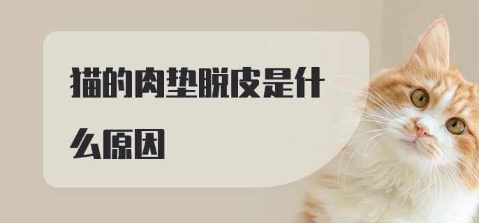 猫的肉垫脱皮是什么原因