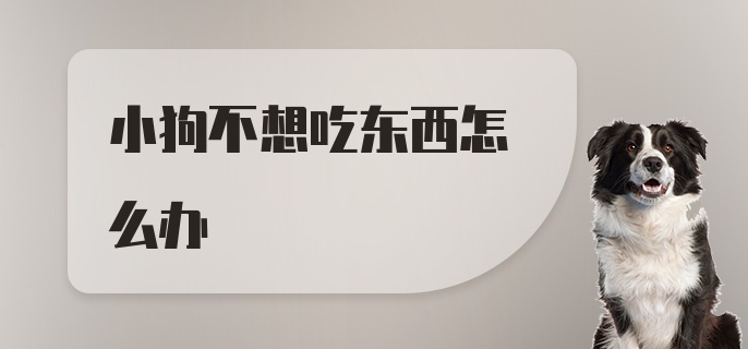 小狗不想吃东西怎么办