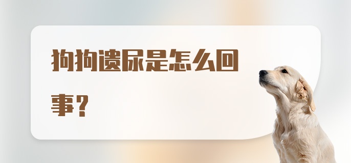 狗狗遗尿是怎么回事？