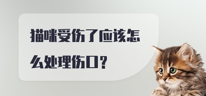 猫咪受伤了应该怎么处理伤口？