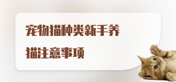 宠物猫种类新手养猫注意事项