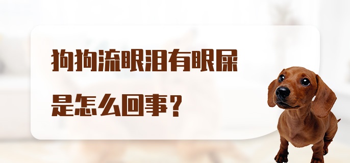 狗狗流眼泪有眼屎是怎么回事？