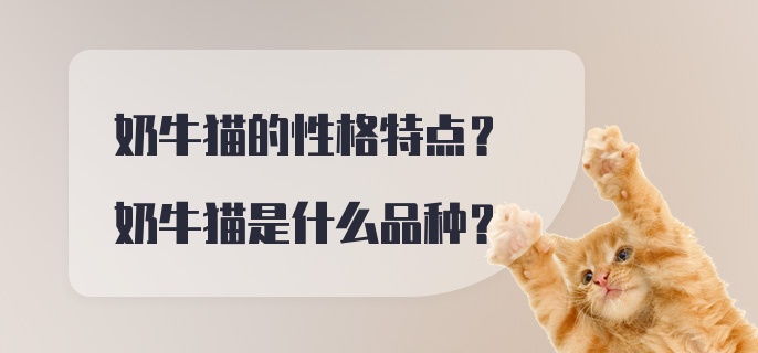 奶牛猫的性格特点？奶牛猫是什么品种？